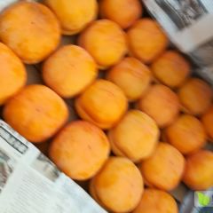 冀东磨盘柿子大量上市了