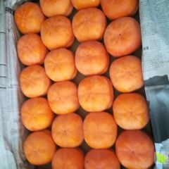 磨盘柿子价格稳中有升