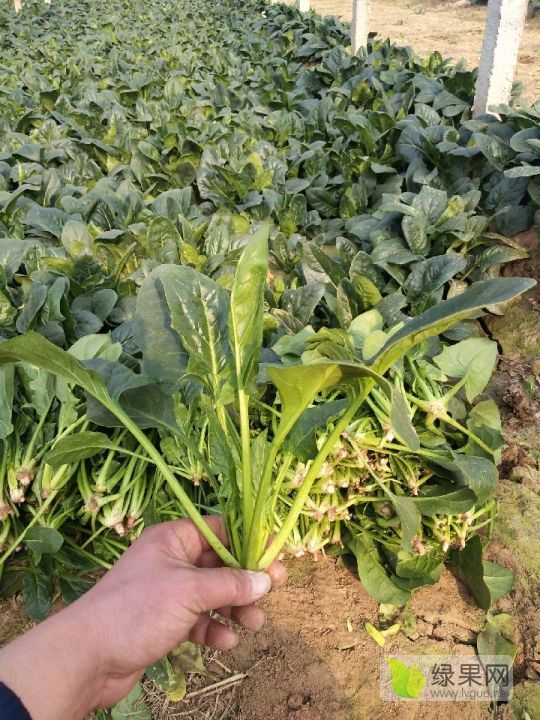 2019年山东东昌府大叶菠菜价格