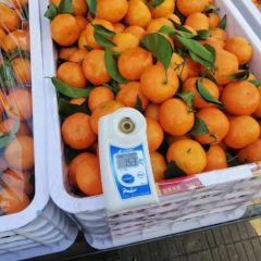 红红火火正宗广西沙糖桔上市