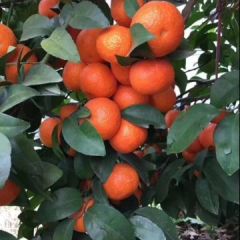 沙糖桔3.5~5.5，，价格两块到2块2。