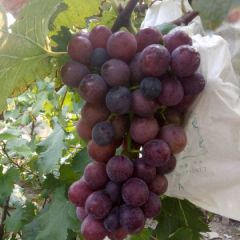 上海市嘉定区马陆阿水葡萄