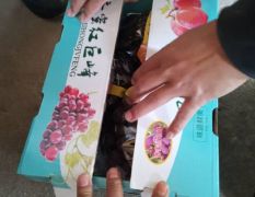 河北晋州礼品盒巨峰葡萄