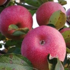 自产自销秦冠苹果，代销红富士苹果