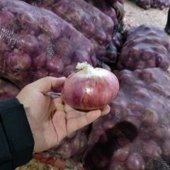 二红洋葱出售，洋葱苗出售。
