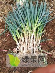 长白大葱55厘米：0.5-0.6元/斤