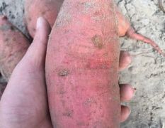 西瓜红红薯工厂货源一条龙