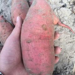 西瓜红红薯工厂货源一条龙
