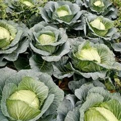 嘉鱼甘蓝大白菜产地直销