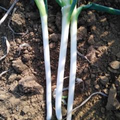 南阳新野樊集铁杆钢葱供应基地