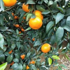 广西崇左沃柑上市啦