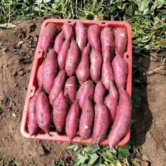 澄迈红薯富含胡萝卜素、维生素C和叶酸