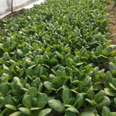 山东聊城油菜，上海青大量上市