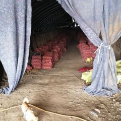 邓薯9号大量供应