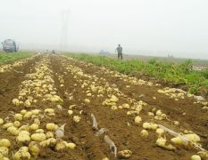 冷库出售土豆山东泰安肥城10万亩蔬菜基地