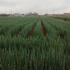 启东大葱大量上市欢迎订购