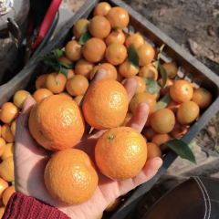 砂糖橘 仅限广西省内，可以过来看果
