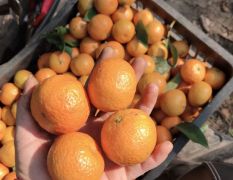 砂糖橘 仅限广西省内，可以过来看果