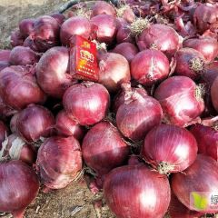 精品富贵红低价开库出售