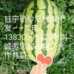 甘肃硒砂瓜诚信经纪人老尚，大量供应优质硒砂瓜，金花1.金城系列。供应