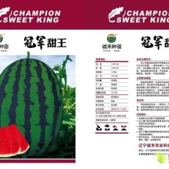 冠军甜玩西瓜种子