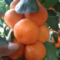 美丽好吃的砂糖橘上市了