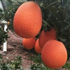 秭归长虹 脐橙橙子
