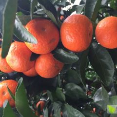 广西来宾产地大量供应沙糖桔