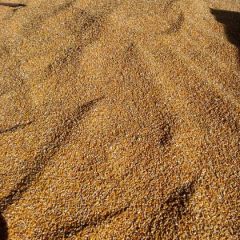 优质玉米大量出货，价优质美