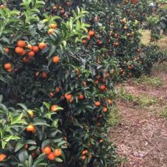 大量砂糖橘供应