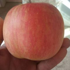 精品红富士苹果火爆销售中，质优价廉，协助找车