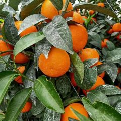 广西南宁市武鸣区沃柑大量上市