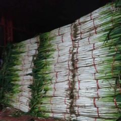 出售优质长白大葱和铁杆钢葱