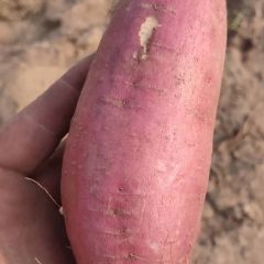 龙薯九大量上市 3两以上通货 精品大量出售欢迎前来选购1875344