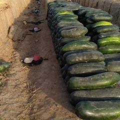 河北冬瓜出售中，需要的联系我