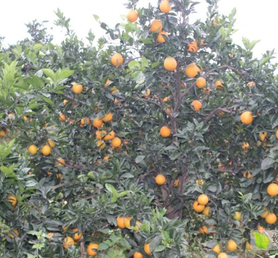 2019年湖北丹江口纽荷尔价格