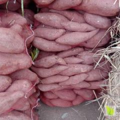 纯商署19，颜色好，口感甜