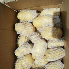 泰安肥城土豆供应