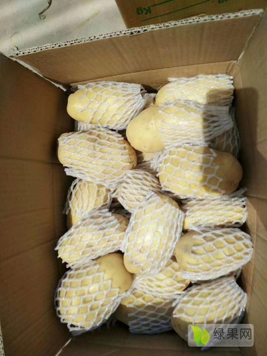 2019年山东肥城荷兰土豆价格