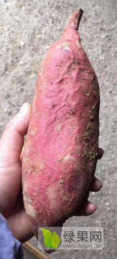 大量供应红皮红心红薯