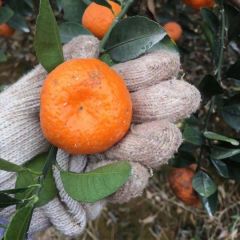 大量供应蜜桔砂糖橘