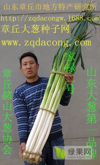 2020年山东章丘家禄三号价格