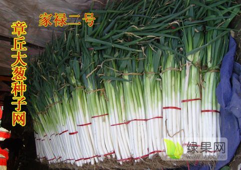 2020年山东章丘家禄二号价格