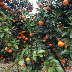 广西桂林永福砂糖橘详询小吕15977088582