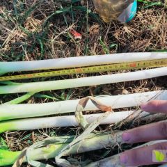 精选产地，精品大葱正在上市中