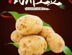 武川县瑞瑞马铃薯种植户