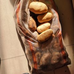 荷兰十五大量出货