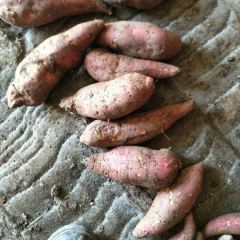 西瓜红，红署大量上市须要老板联系