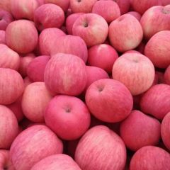 陕西冷库红富士苹果供应，红富士苹果批发，红富士苹果价格
