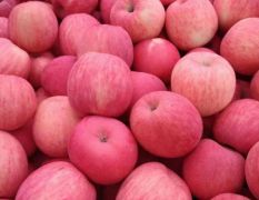 陕西冷库红富士苹果供应，红富士苹果批发，红富士苹果价格